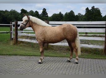 Polnisches Kaltblut Mix, Stute, 2 Jahre, 161 cm, Palomino