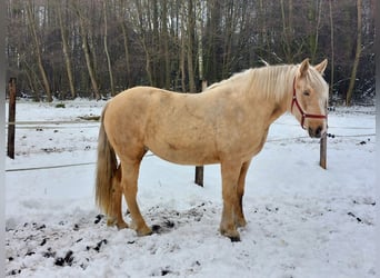 Polnisches Kaltblut, Stute, 2 Jahre, 163 cm, Palomino