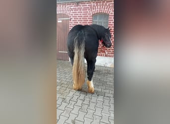 Polnisches Kaltblut, Stute, 2 Jahre, 165 cm, Rappe