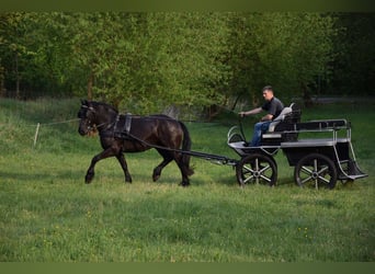 Polnisches Kaltblut Mix, Stute, 3 Jahre, 155 cm, Rappe