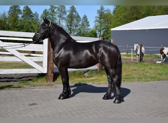Polnisches Kaltblut, Stute, 3 Jahre, 155 cm, Rappe