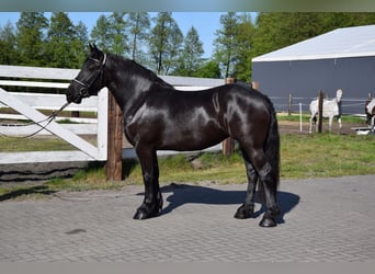 Polnisches Kaltblut Mix, Stute, 3 Jahre, 155 cm, Rappe