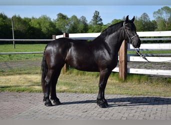 Polnisches Kaltblut Mix, Stute, 3 Jahre, 155 cm, Rappe