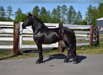 Polnisches Kaltblut Mix, Stute, 3 Jahre, 155 cm, Rappe