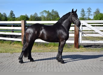 Polnisches Kaltblut Mix, Stute, 3 Jahre, 155 cm, Rappe