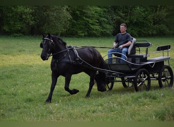 Polnisches Kaltblut Mix, Stute, 3 Jahre, 155 cm, Rappe