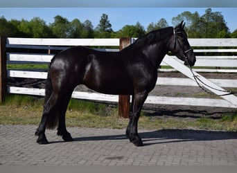 Polnisches Kaltblut, Stute, 3 Jahre, 155 cm, Rappe