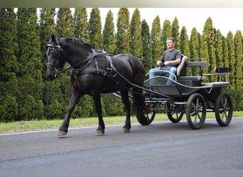 Polnisches Kaltblut Mix, Stute, 3 Jahre, 155 cm, Rappe