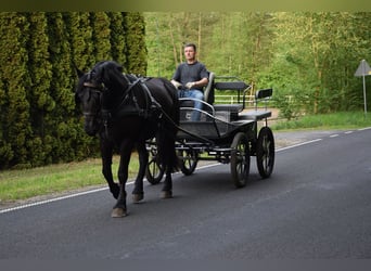 Polnisches Kaltblut Mix, Stute, 3 Jahre, 155 cm, Rappe