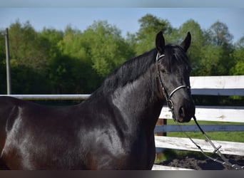 Polnisches Kaltblut Mix, Stute, 3 Jahre, 155 cm, Rappe
