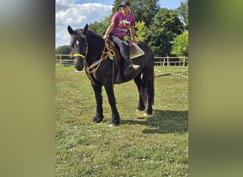 Polnisches Kaltblut, Stute, 3 Jahre, 156 cm, Rappe