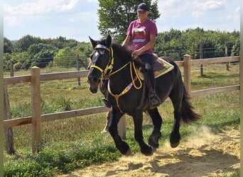 Polnisches Kaltblut, Stute, 3 Jahre, 156 cm, Rappe