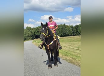 Polnisches Kaltblut, Stute, 3 Jahre, 156 cm, Rappe