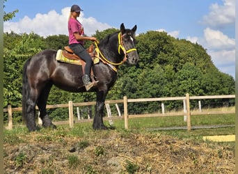 Polnisches Kaltblut, Stute, 3 Jahre, 156 cm, Rappe