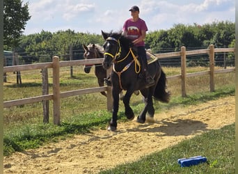 Polnisches Kaltblut, Stute, 3 Jahre, 156 cm, Rappe