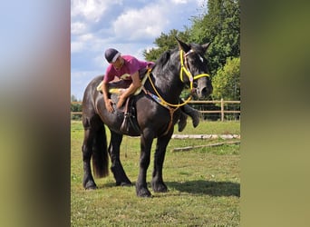 Polnisches Kaltblut, Stute, 3 Jahre, 156 cm, Rappe