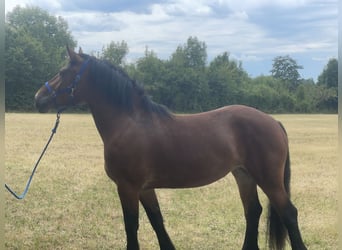 Polnisches Kaltblut Mix, Stute, 3 Jahre, 158 cm, Brauner