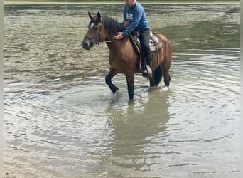 Polnisches Kaltblut Mix, Stute, 3 Jahre, 158 cm, Brauner