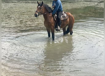 Polnisches Kaltblut Mix, Stute, 3 Jahre, 158 cm, Brauner