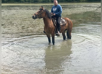 Polnisches Kaltblut Mix, Stute, 3 Jahre, 158 cm, Brauner