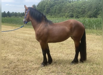 Polnisches Kaltblut Mix, Stute, 3 Jahre, 158 cm, Brauner