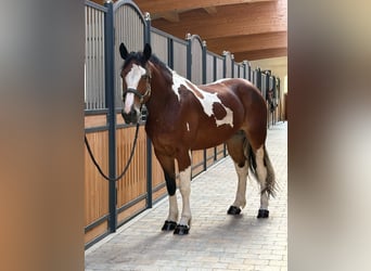 Polnisches Kaltblut, Stute, 3 Jahre, 158 cm, Schecke