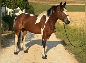 Polnisches Kaltblut, Stute, 3 Jahre, 158 cm, Schecke
