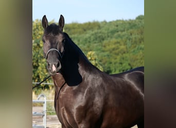 Polnisches Kaltblut, Stute, 3 Jahre, 160 cm, Rappe