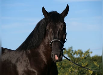 Polnisches Kaltblut, Stute, 3 Jahre, 160 cm, Rappe