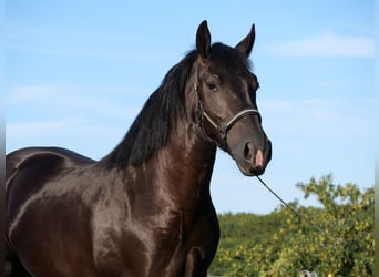 Polnisches Kaltblut, Stute, 3 Jahre, 160 cm, Rappe