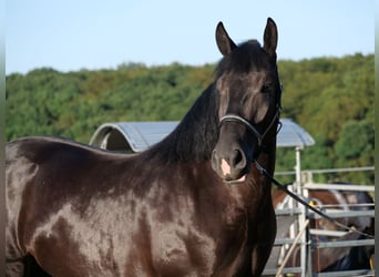 Polnisches Kaltblut, Stute, 3 Jahre, 160 cm, Rappe