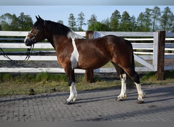 Polnisches Kaltblut, Stute, 3 Jahre, 160 cm, Schecke