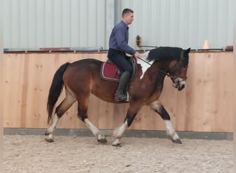Polnisches Kaltblut, Stute, 3 Jahre, 160 cm, Schecke