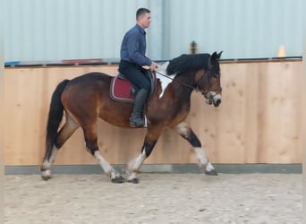 Polnisches Kaltblut, Stute, 3 Jahre, 160 cm, Schecke