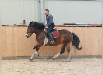 Polnisches Kaltblut, Stute, 3 Jahre, 160 cm, Schecke