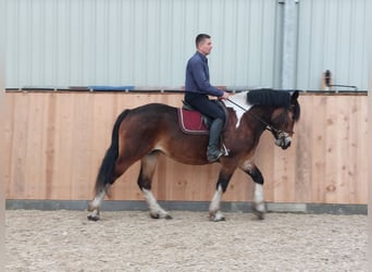 Polnisches Kaltblut, Stute, 3 Jahre, 160 cm, Schecke