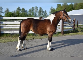 Polnisches Kaltblut, Stute, 3 Jahre, 160 cm, Schecke