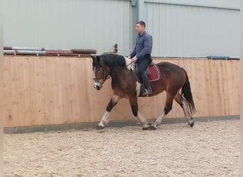 Polnisches Kaltblut, Stute, 3 Jahre, 160 cm, Schecke
