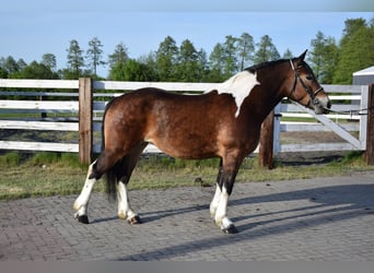 Polnisches Kaltblut, Stute, 3 Jahre, 160 cm, Schecke