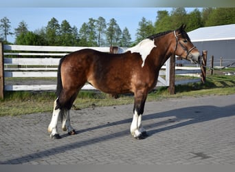 Polnisches Kaltblut, Stute, 3 Jahre, 160 cm, Schecke
