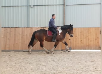 Polnisches Kaltblut, Stute, 3 Jahre, 160 cm, Schecke