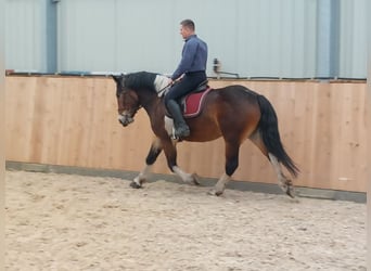 Polnisches Kaltblut, Stute, 3 Jahre, 160 cm, Schecke