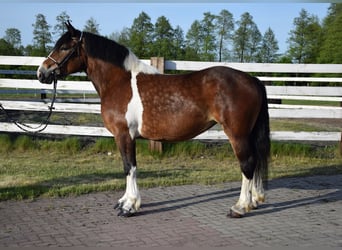 Polnisches Kaltblut, Stute, 3 Jahre, 160 cm, Schecke