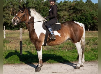 Polnisches Kaltblut, Stute, 3 Jahre, 160 cm, Schecke