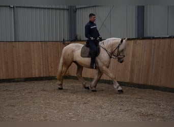 Polnisches Kaltblut Mix, Stute, 3 Jahre, 162 cm, Palomino