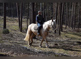 Polnisches Kaltblut Mix, Stute, 3 Jahre, 162 cm, Palomino