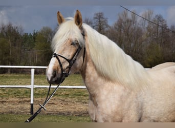 Polnisches Kaltblut Mix, Stute, 3 Jahre, 162 cm, Palomino