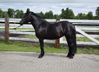 Polnisches Kaltblut, Stute, 3 Jahre, 162 cm, Rappe