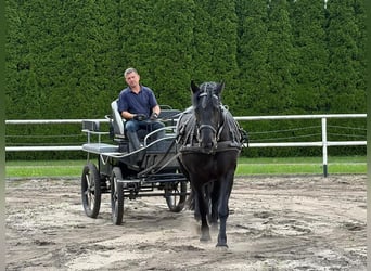 Polnisches Kaltblut, Stute, 3 Jahre, 162 cm, Rappe