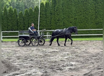 Polnisches Kaltblut, Stute, 3 Jahre, 162 cm, Rappe